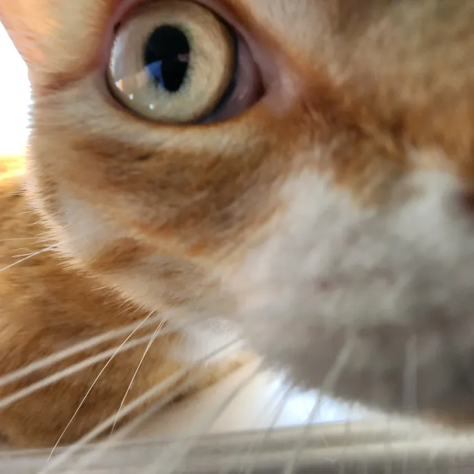 Pawesome And Purrtastic Cat Sitting