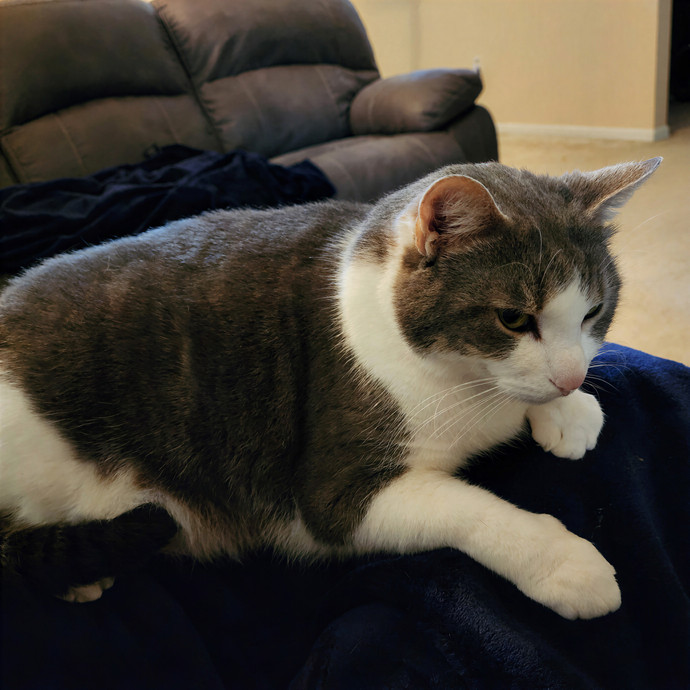 Pawesome And Purrtastic Cat Sitting
