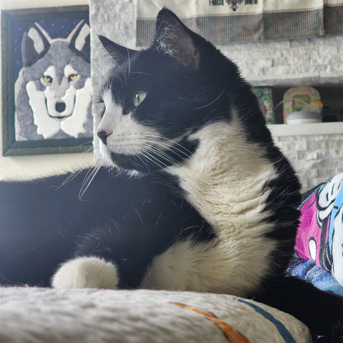 Pawesome And Purrtastic Cat Sitting