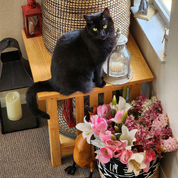 Pawesome And Purrtastic Cat Sitting