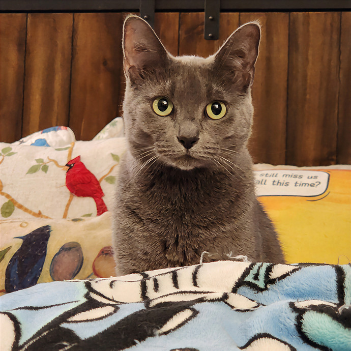 Pawesome And Purrtastic Cat Sitting