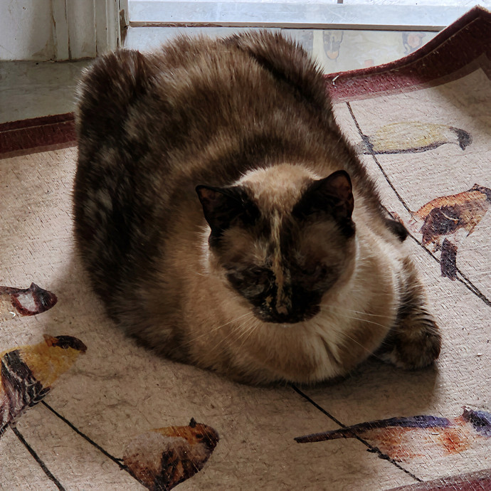 Pawesome And Purrtastic Cat Sitting