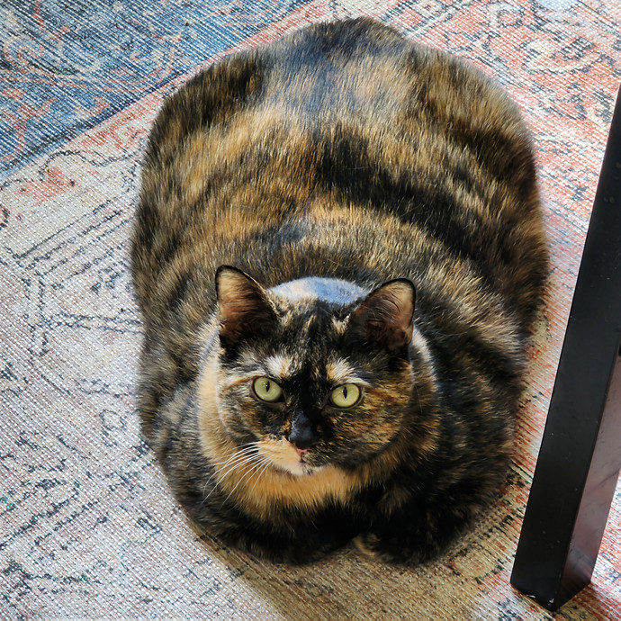 Pawesome And Purrtastic Cat Sitting
