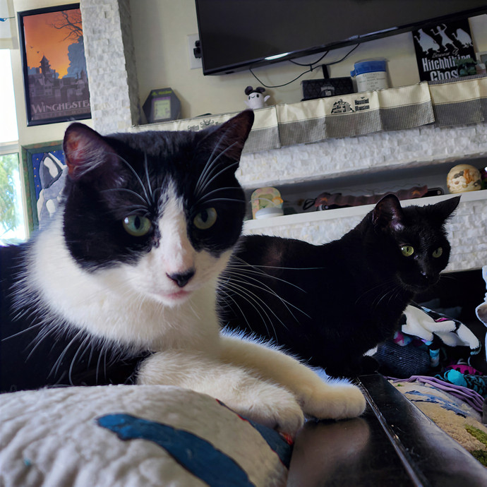 Pawesome And Purrtastic Cat Sitting