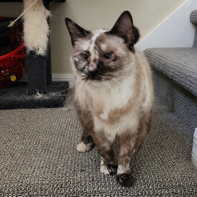 Pawesome And Purrtastic Cat Sitting