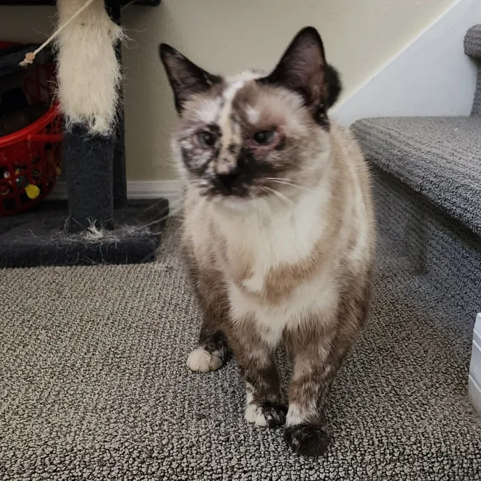 Pawesome And Purrtastic Cat Sitting