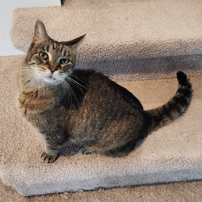 Pawesome And Purrtastic Cat Sitting
