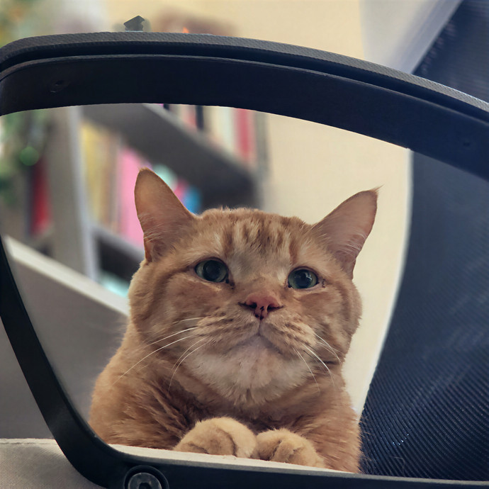 Pawesome And Purrtastic Cat Sitting