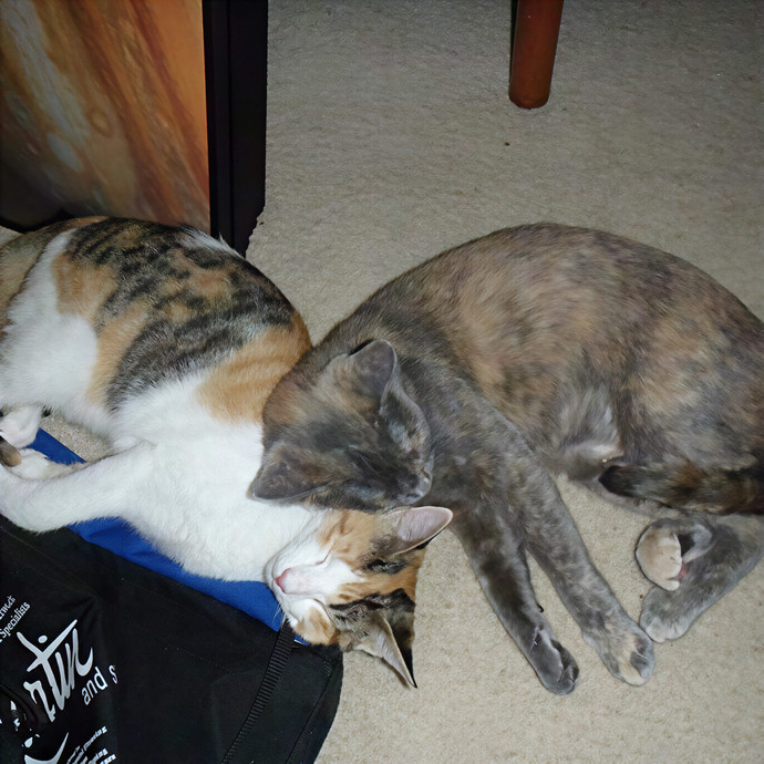 Pawesome And Purrtastic Cat Sitting
