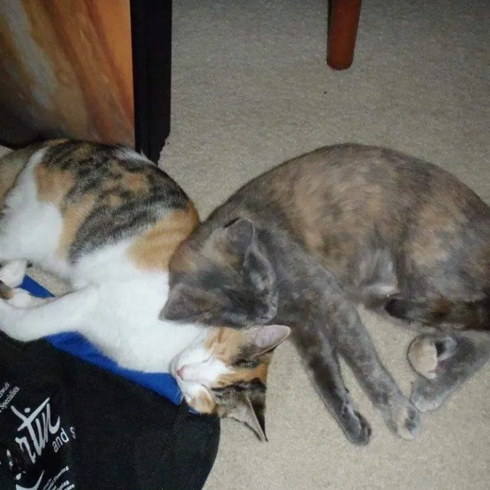 Pawesome And Purrtastic Cat Sitting