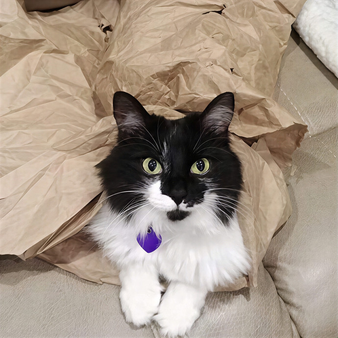 Pawesome And Purrtastic Cat Sitting