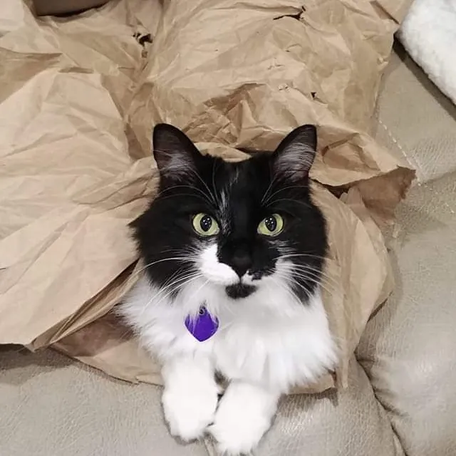 Pawesome And Purrtastic Cat Sitting