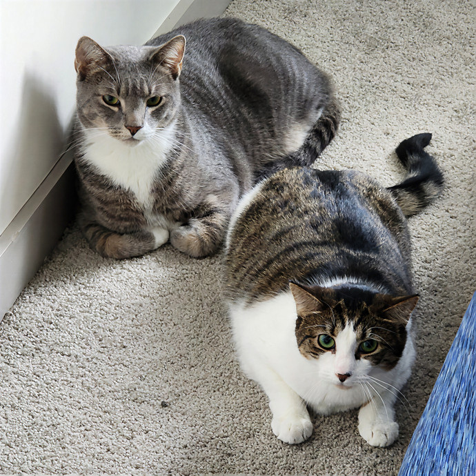 Pawesome And Purrtastic Cat Sitting