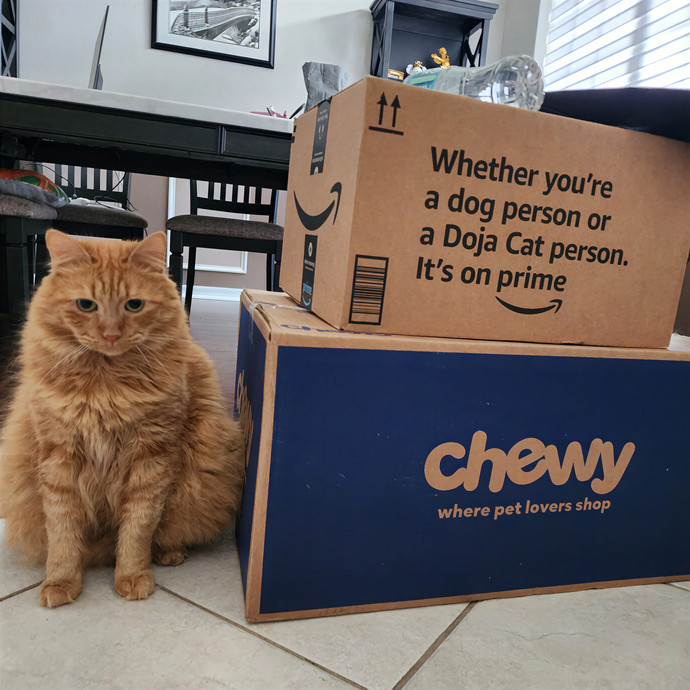 Pawesome And Purrtastic Cat Sitting