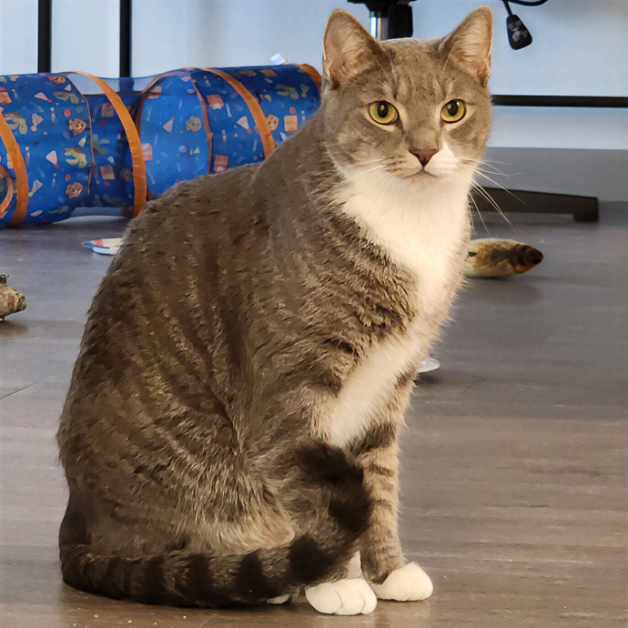 Pawesome And Purrtastic Cat Sitting