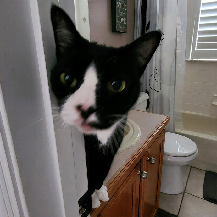 Pawesome And Purrtastic Cat Sitting