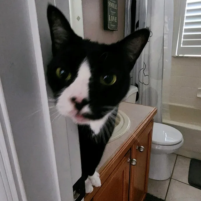 Pawesome And Purrtastic Cat Sitting