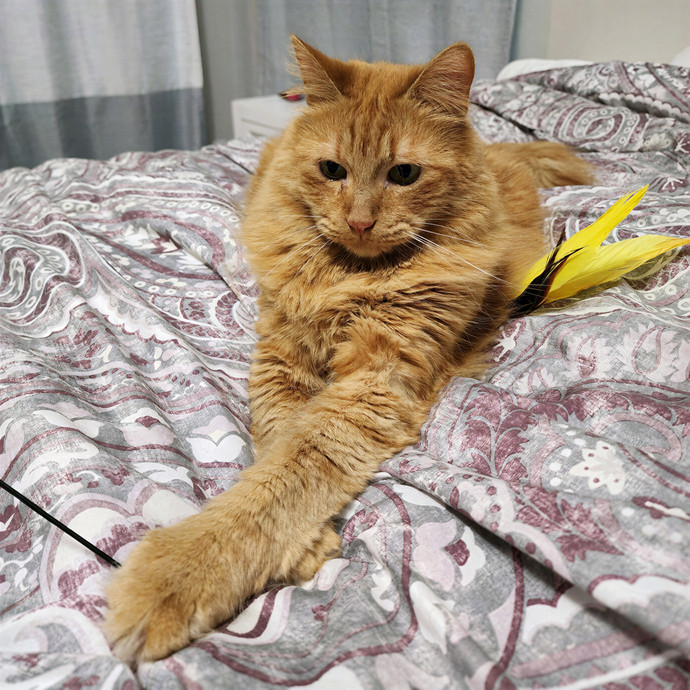 Pawesome And Purrtastic Cat Sitting