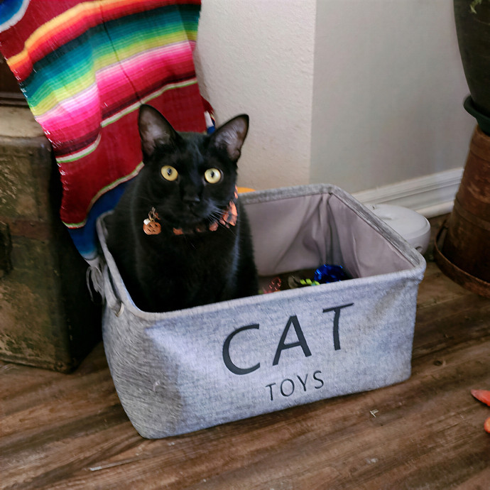Pawesome And Purrtastic Cat Sitting