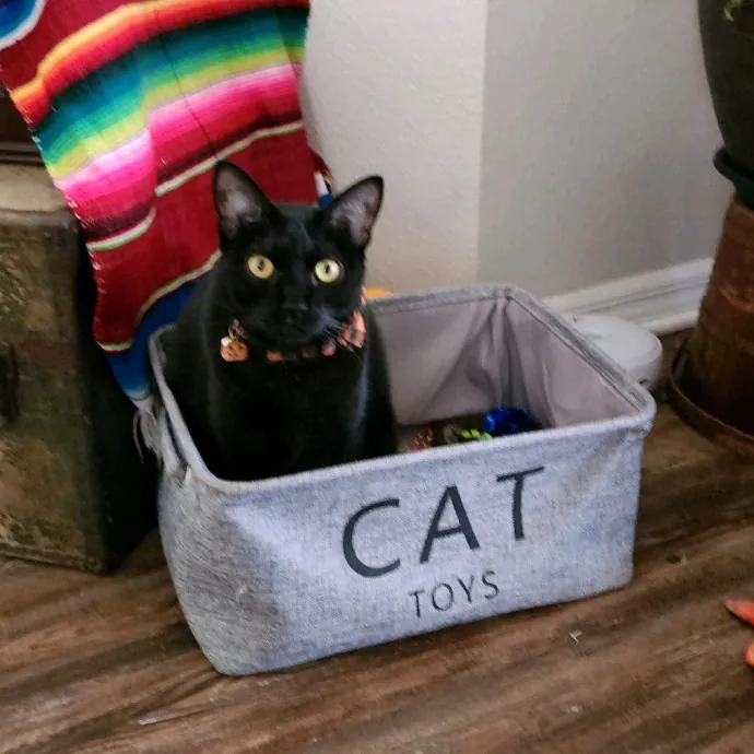 Pawesome And Purrtastic Cat Sitting
