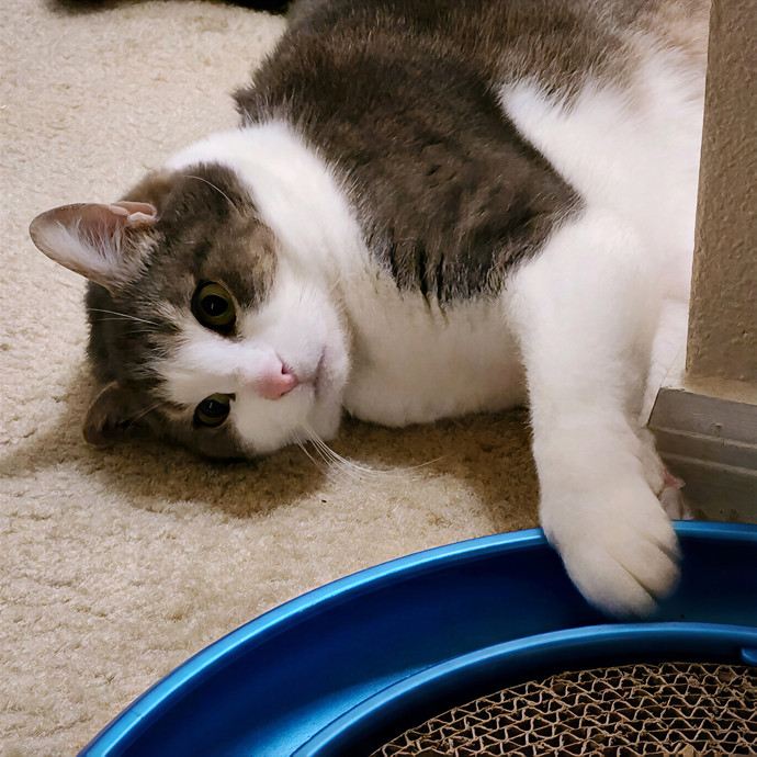 Pawesome And Purrtastic Cat Sitting