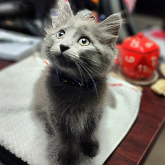 Pawesome And Purrtastic Cat Sitting