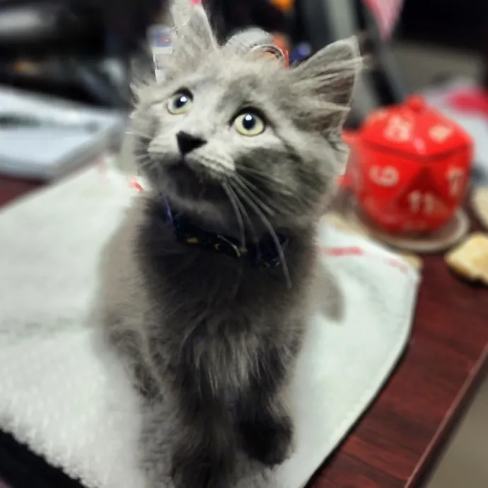 Pawesome And Purrtastic Cat Sitting