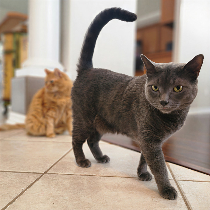 Pawesome And Purrtastic Cat Sitting