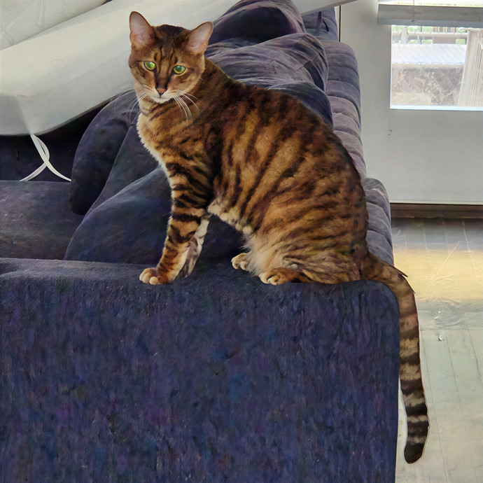 Pawesome And Purrtastic Cat Sitting