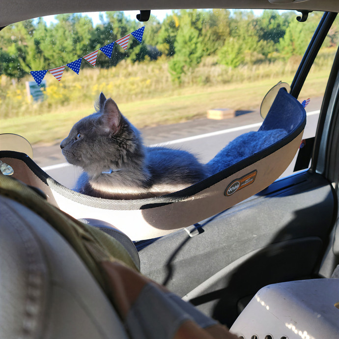Pawesome And Purrtastic Cat Sitting