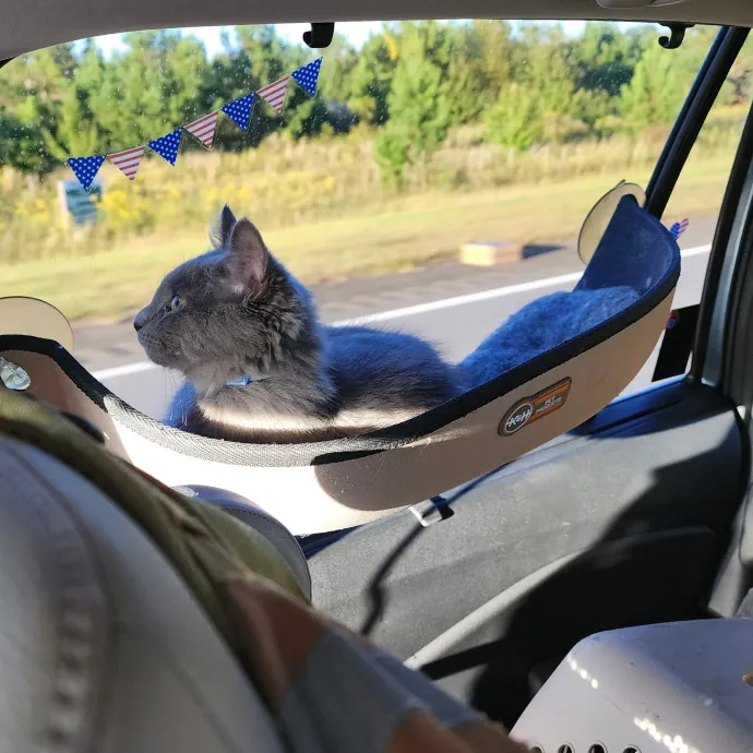 Pawesome And Purrtastic Cat Sitting