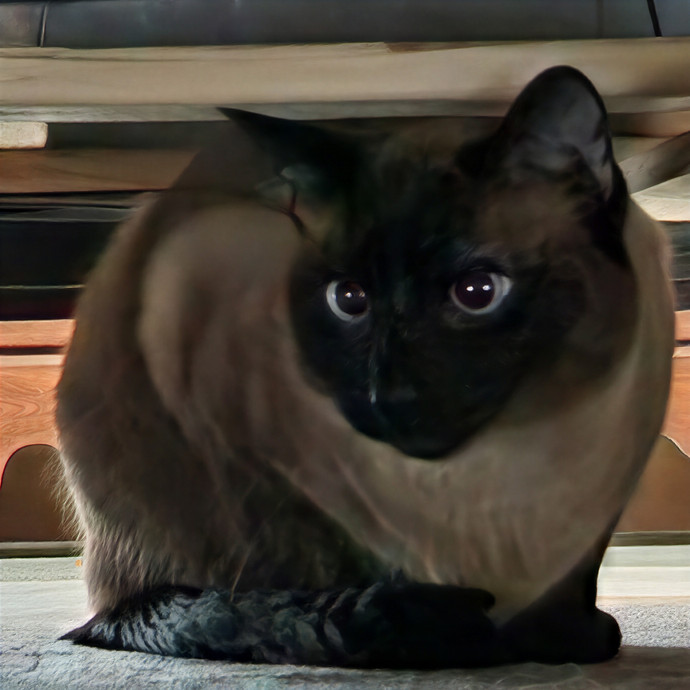 Pawesome And Purrtastic Cat Sitting