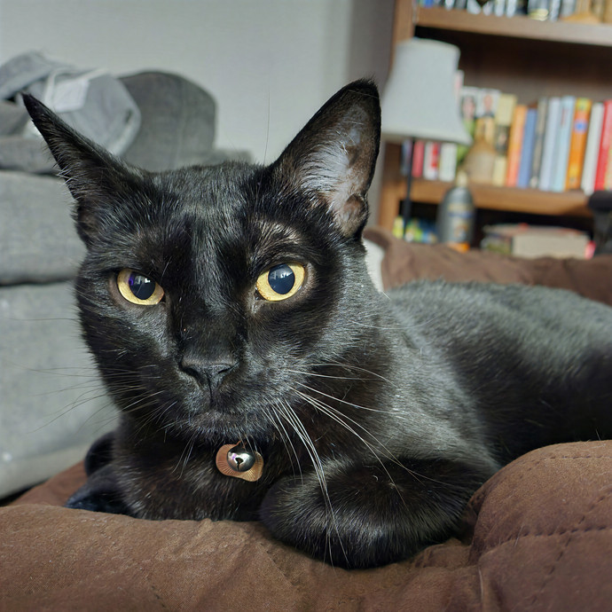 Pawesome And Purrtastic Cat Sitting