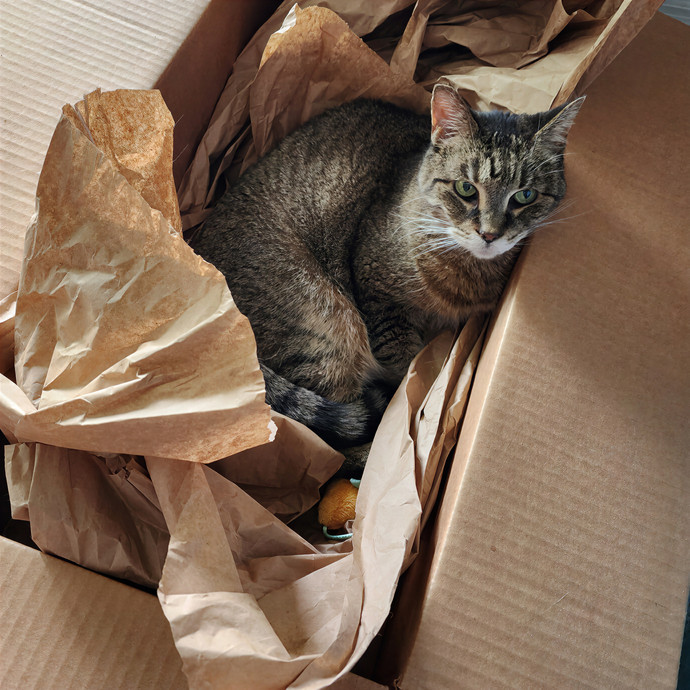 Pawesome And Purrtastic Cat Sitting