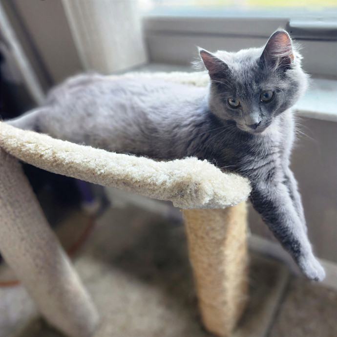 Pawesome And Purrtastic Cat Sitting