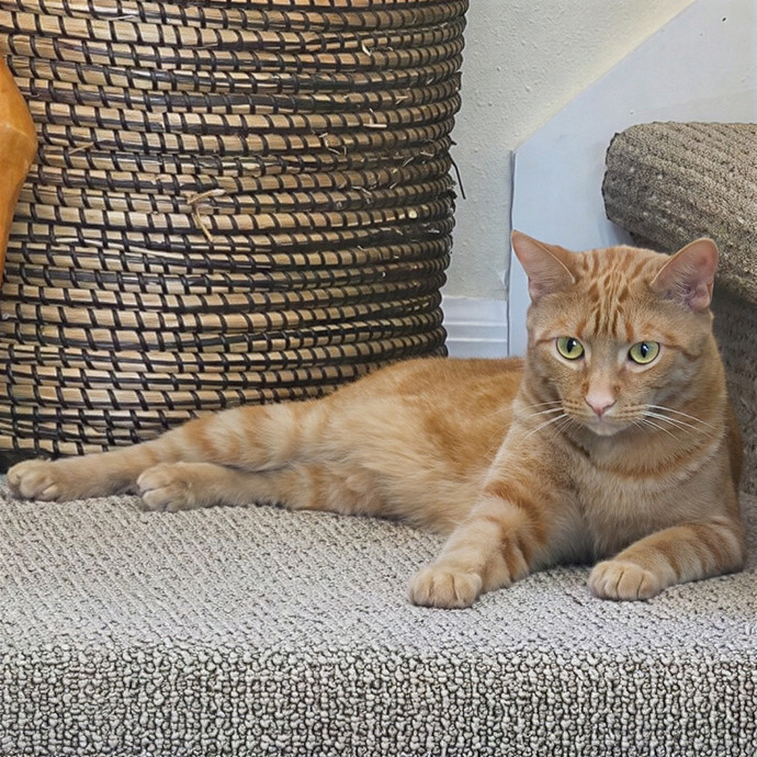 Pawesome And Purrtastic Cat Sitting