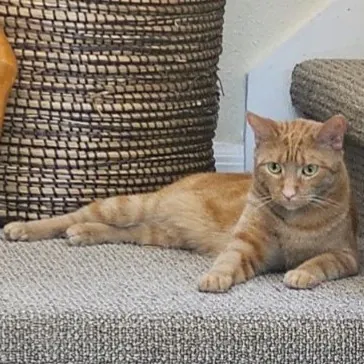 Pawesome And Purrtastic Cat Sitting