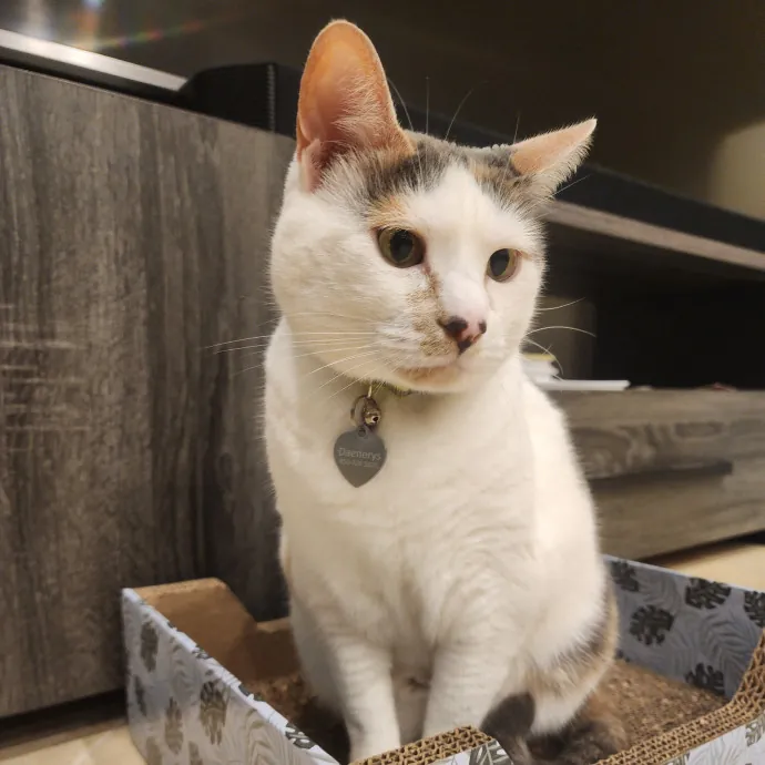 Pawesome And Purrtastic Cat Sitting