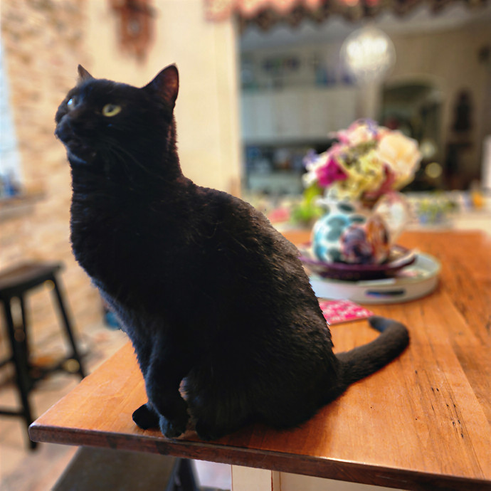 Pawesome And Purrtastic Cat Sitting