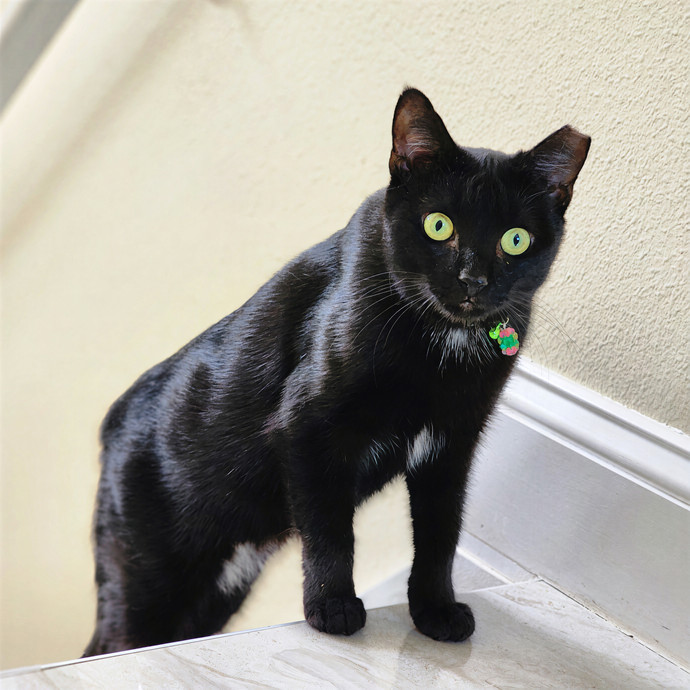 Pawesome And Purrtastic Cat Sitting