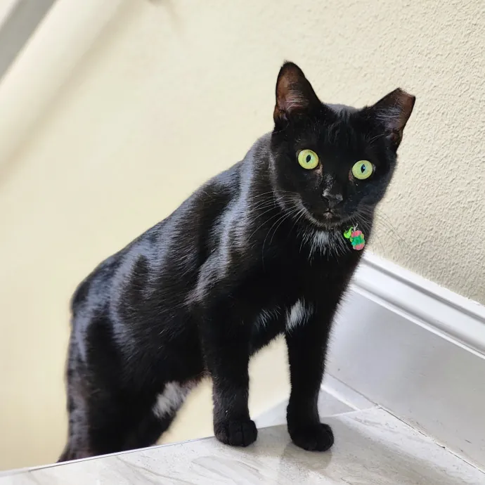 Pawesome And Purrtastic Cat Sitting