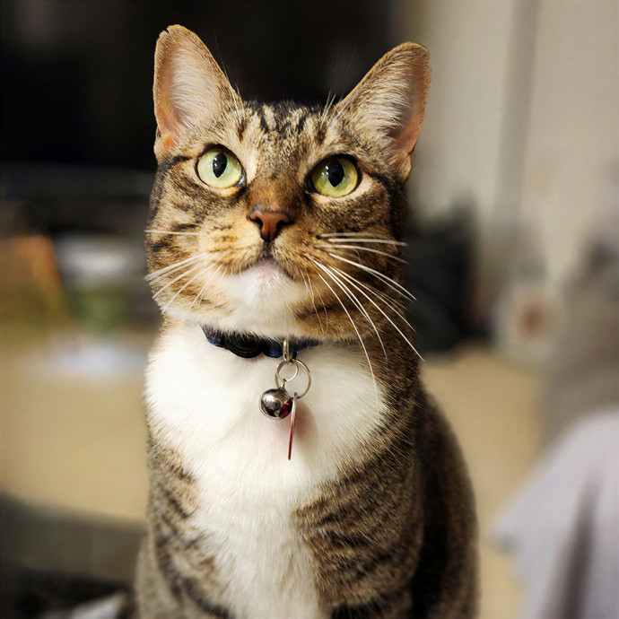 Pawesome And Purrtastic Cat Sitting