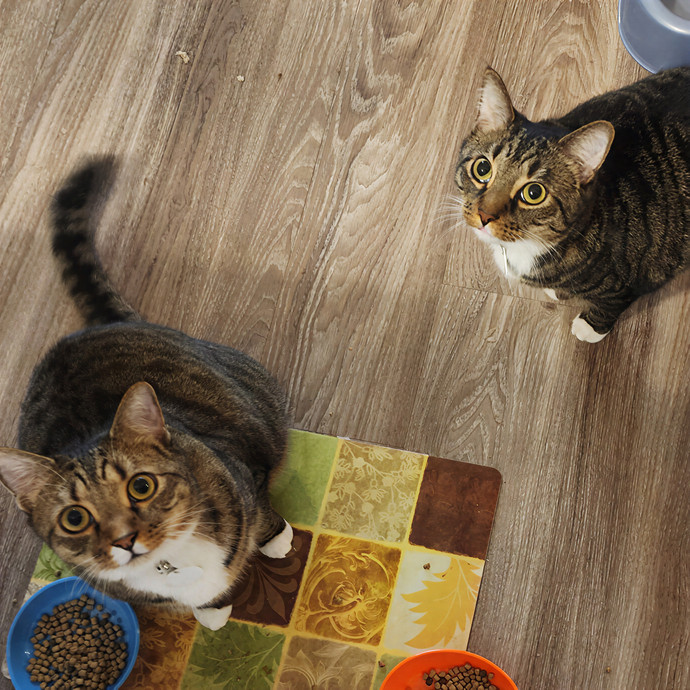 Pawesome And Purrtastic Cat Sitting