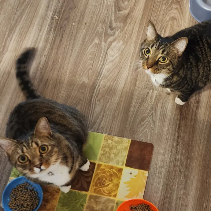 Pawesome And Purrtastic Cat Sitting
