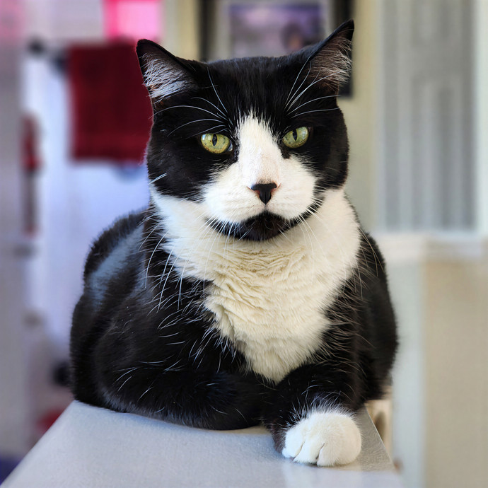 Pawesome And Purrtastic Cat Sitting