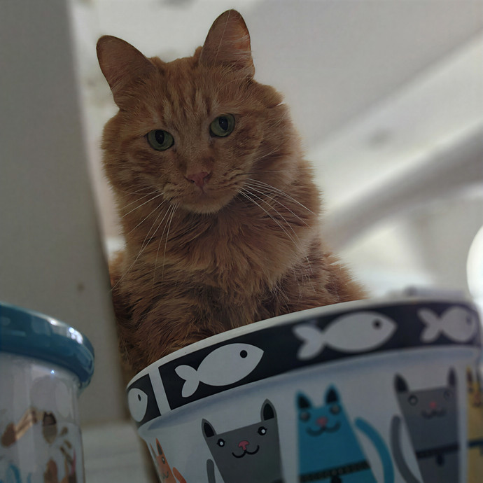 Pawesome And Purrtastic Cat Sitting