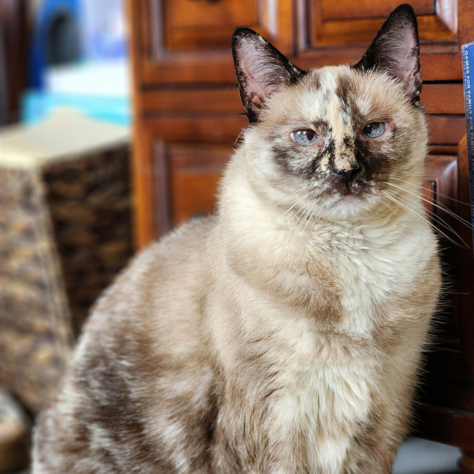 Pawesome And Purrtastic Cat Sitting