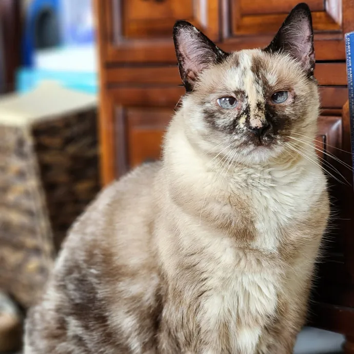 Pawesome And Purrtastic Cat Sitting