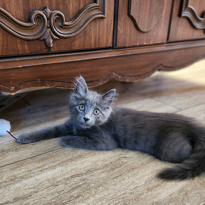 Pawesome And Purrtastic Cat Sitting
