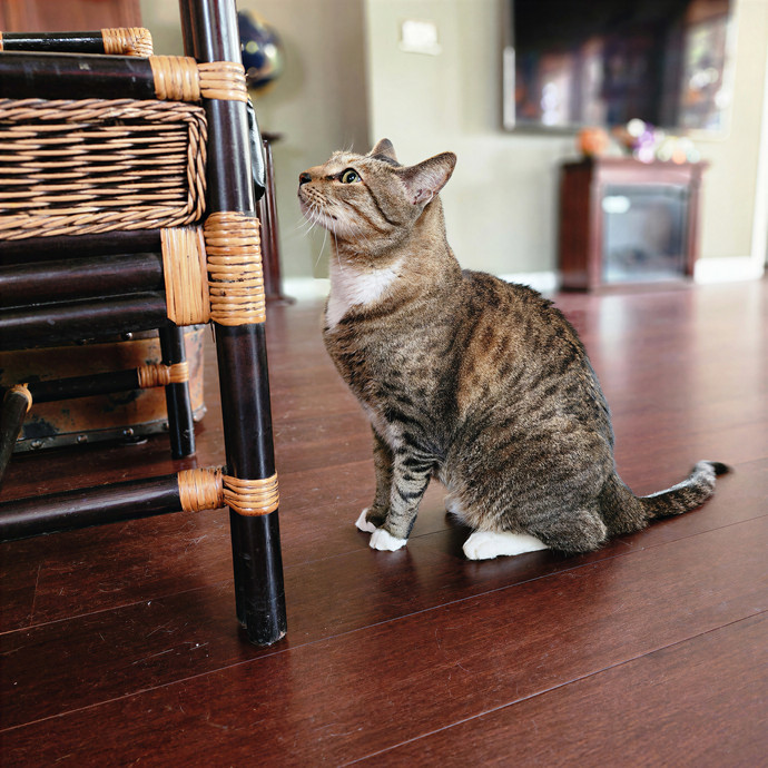 Pawesome And Purrtastic Cat Sitting